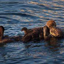 最好的Netflix 机场推荐（实测有效）-小火箭