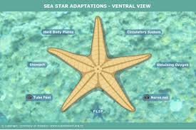 Vypr机场 评测-小火箭