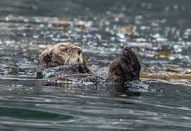 必须选择哪种机场协议才能获得最佳性能？-小火箭