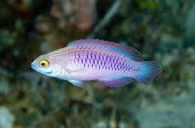 Windows电脑梯子最佳机场推荐-小火箭