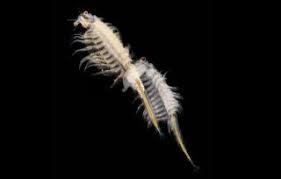 最好的Kodi 机场-小火箭