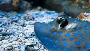 最佳日本机场推荐-小火箭