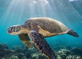 付费机场推荐之Express机场评测，最好用的梯子机场-小火箭