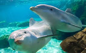 哪种付费机场比较稳定？推荐使用的国外机场-小火箭